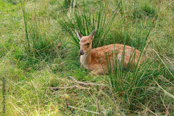 Fototapeta Dappled deer in the tall grass. Wild animal resting in nature in summer