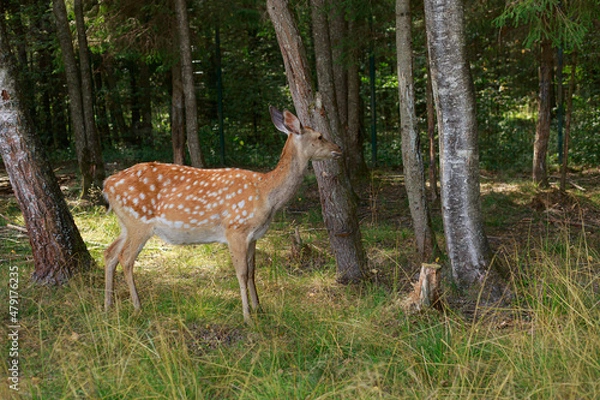 Fototapeta Sika deer in the forest looking into the depths of the forest