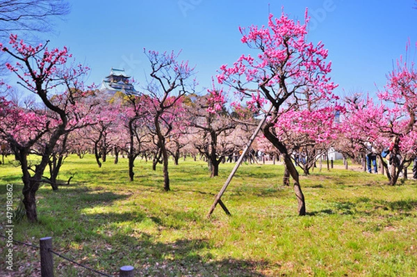 Obraz 梅林と大阪城と青空