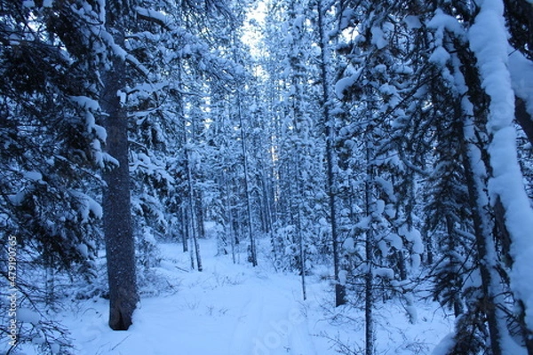 Obraz Yukon Territory, Canada