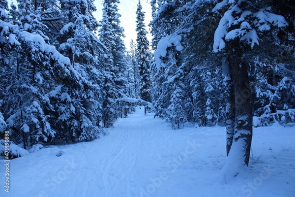 Obraz Yukon Territory, Canada