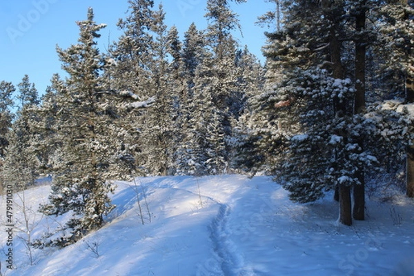 Obraz Yukon Territory, Canada