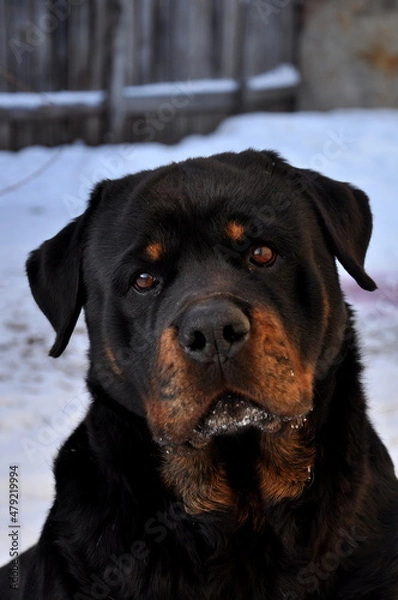 Obraz rottweiler