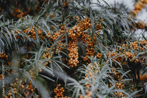 Obraz Orangefarbene Sanddornbeeren am Strauch