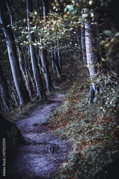 Obraz Verwunschener Pfad im Herbstwald
