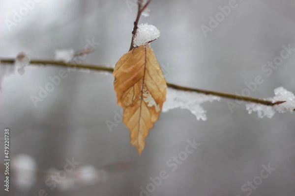 Obraz einzelnes Buchenblatt an schneebedecktem Zweig