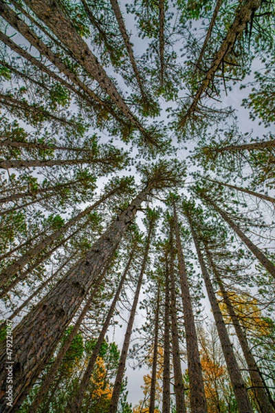 Obraz George Washington Pines