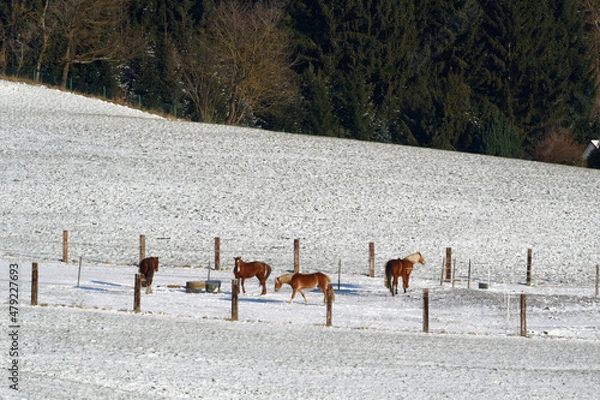 Obraz Horses in winter