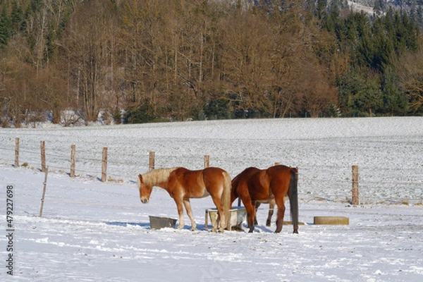 Obraz Horses in winter