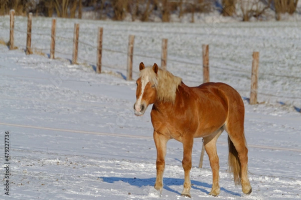 Fototapeta Horses in winter