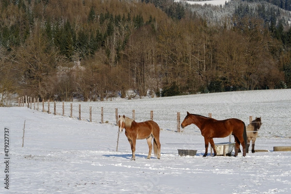Obraz Horses in winter