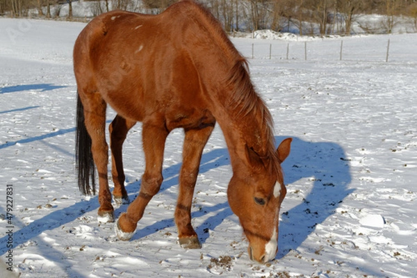 Obraz Horses in winter