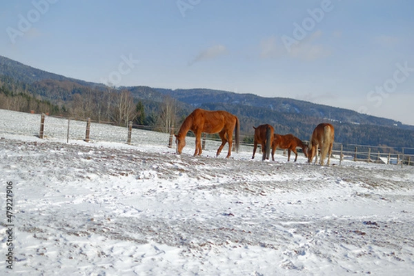 Obraz Horses in winter