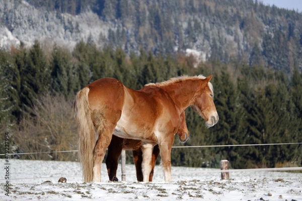 Obraz Horses in winter
