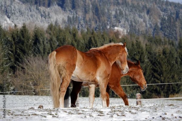 Obraz Horses in winter