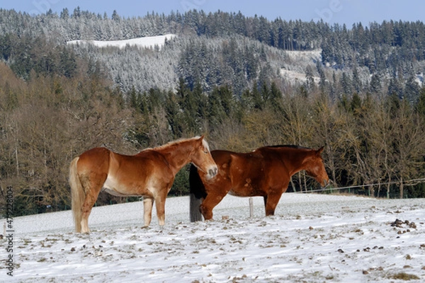 Obraz Horses in winter