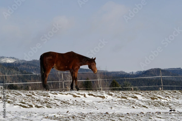 Obraz Horses in winter