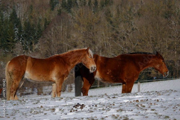 Obraz Horses in winter