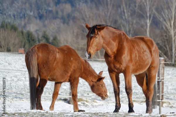 Obraz Horses in winter