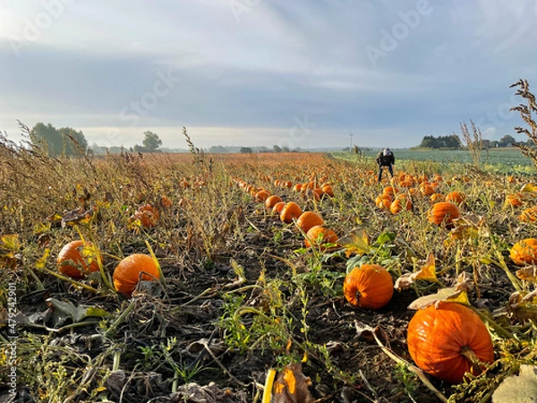 Obraz Pumpkin field with a blue sky