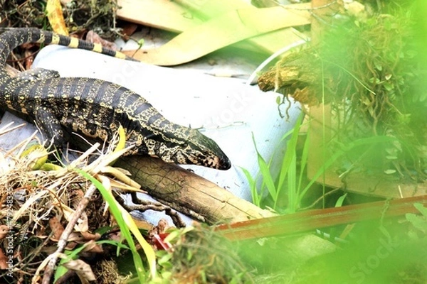 Fototapeta lagarto teiú - tupinambis