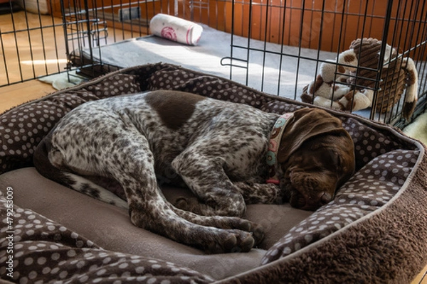 Obraz Sleeping young Shorthaired German Pointer puppy