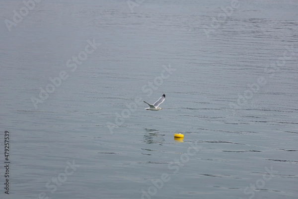 Obraz EOSRP.山口岩国、Ｖ字カモメ。