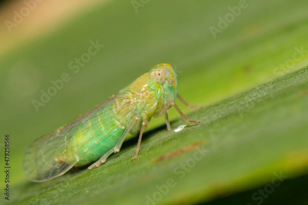 Fototapeta Cigarrinha verde Cicadidae