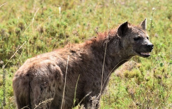 Obraz hyena