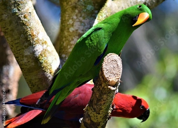 Obraz colorful birds