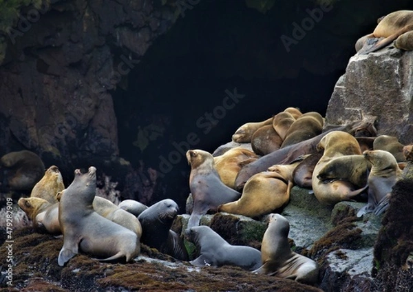 Obraz sea lions