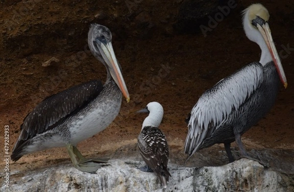Obraz booby amongst pelicans