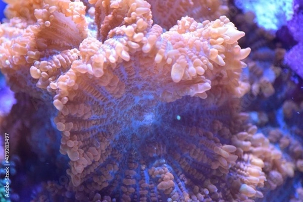 Obraz nebula coral