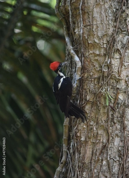 Obraz woodpecker