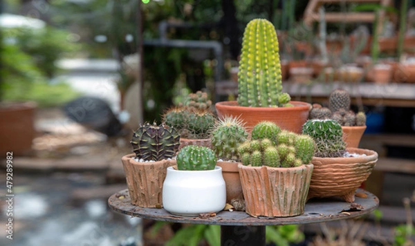 Fototapeta decoration minimal garden with cactus tree