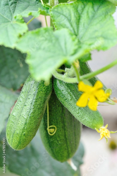 Obraz Огурцы на грядке