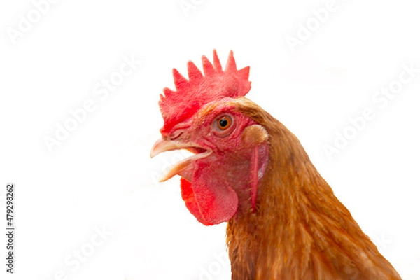 Fototapeta A chicken farm, a chicken. isolated on background white.