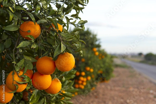 Obraz Walencja pomarańczowe drzewa