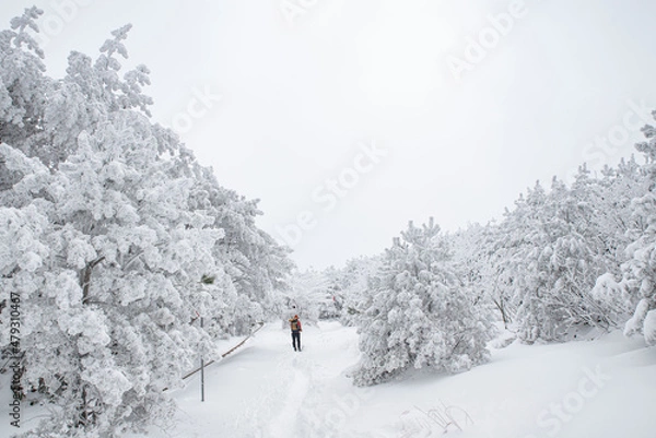 Fototapeta 눈이 내린 겨울 풍경