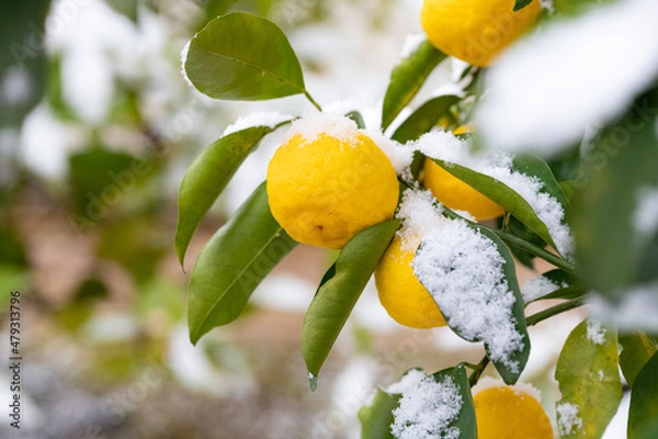 Obraz 冬のイメージ 雪景色と柚子の木