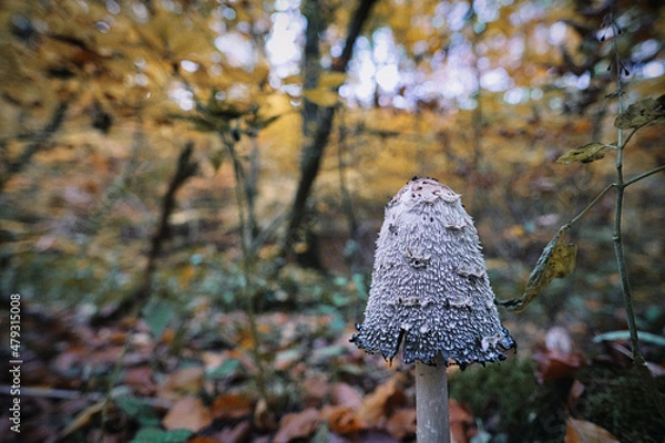 Fototapeta EIn Tintling im Herbst