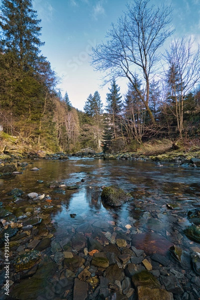 Fototapeta Bach im Waldstück
