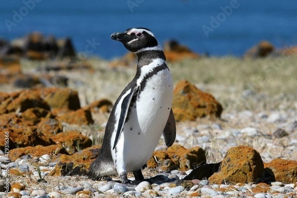 Obraz Manchot de Magellan / Spheniscus  magellanicus - 2008 11 14 211331 Argentine - Puerto Deseado - 1470