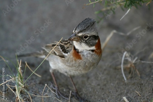 Obraz Bruant chingolo / Zonotrichia capensis - 2008 11 07 175749 Argentine - Péninsule Valdes - 547