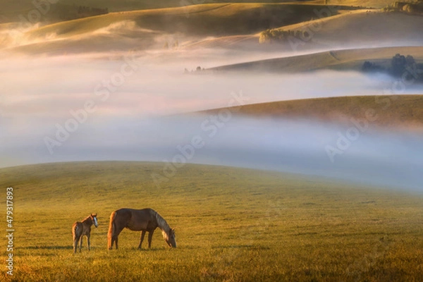 Obraz Natural sunrise in the mountains. The hills are covered with morning fog. Sunlight illuminates the mountains. In the foreground, two bay horses graze freely. The foal and the mare stand sideways.Altai