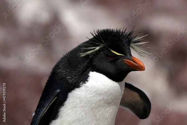 Obraz Gorfou sauteur / Eudyptes chrysocome - 2008 11 14 195443 Argentine - Puerto Deseado - 1350