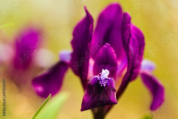 Fototapeta purple iris flower