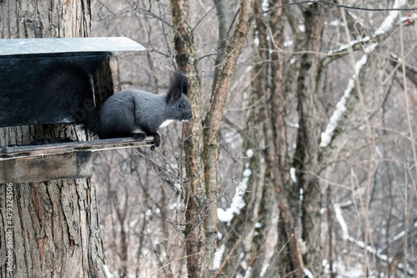 Fototapeta Squirrel in the winter woods. Squirrel on a tree.