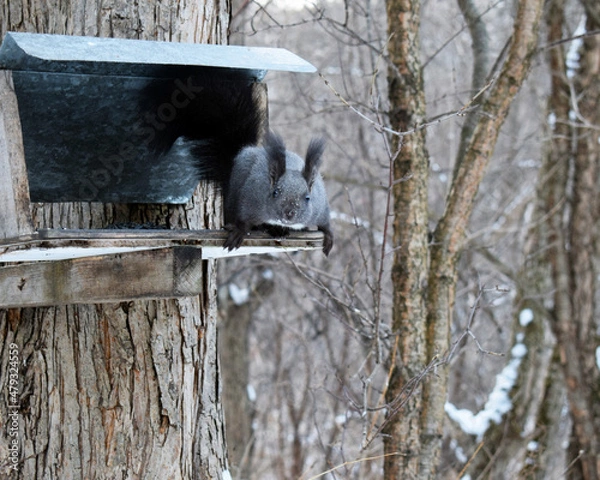 Fototapeta Squirrel in the winter woods. Squirrel on a tree.