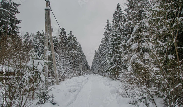 Obraz winter in the forest